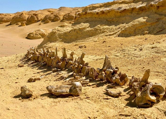 Um Dos Restos De Baleias Em Wadi Hitan