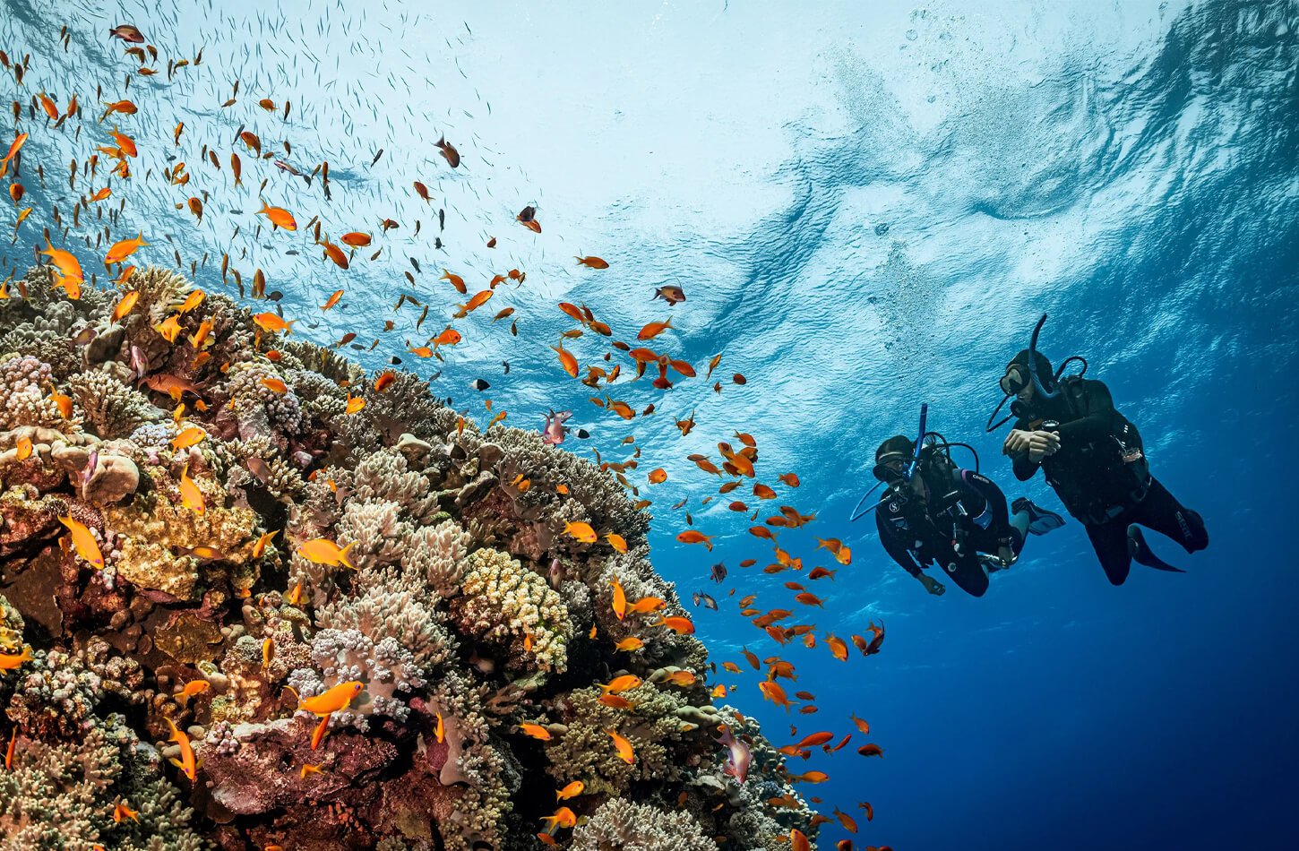 Uma Otima Foto De Duas Pessoas Mergulhando Em Sharm El Sheikh