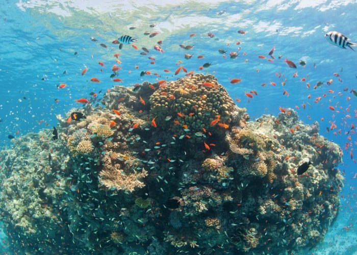 Imagem Incrivel Dos Recifes De Coral No Mar Vermelho